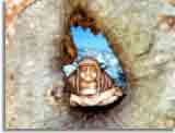 Buddy im Baum
