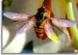 Insectic