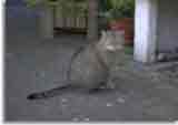 Miau ! Damit das mal klar ist, das ist mein Revier. Hier wird also nichts markiert !  Catzone-01
