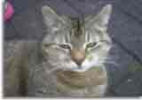 Catzone-02
