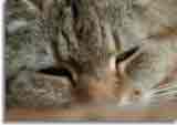 Catzone-05