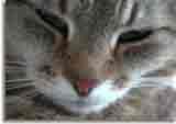 Catzone-06