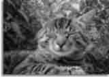 Catzonegast-08