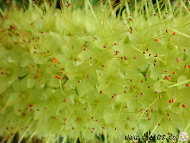 Makro-doepics-a-07