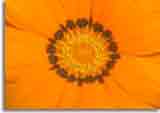 Makro-doepics-a-01