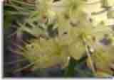 Makro-doepics-a-04