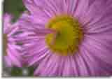Makro-doepics-a-06