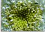 Makro-doepics-a-31